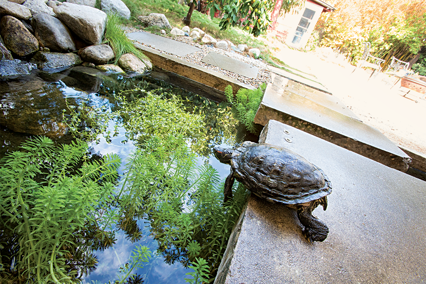 Backyard koi pond and turtle