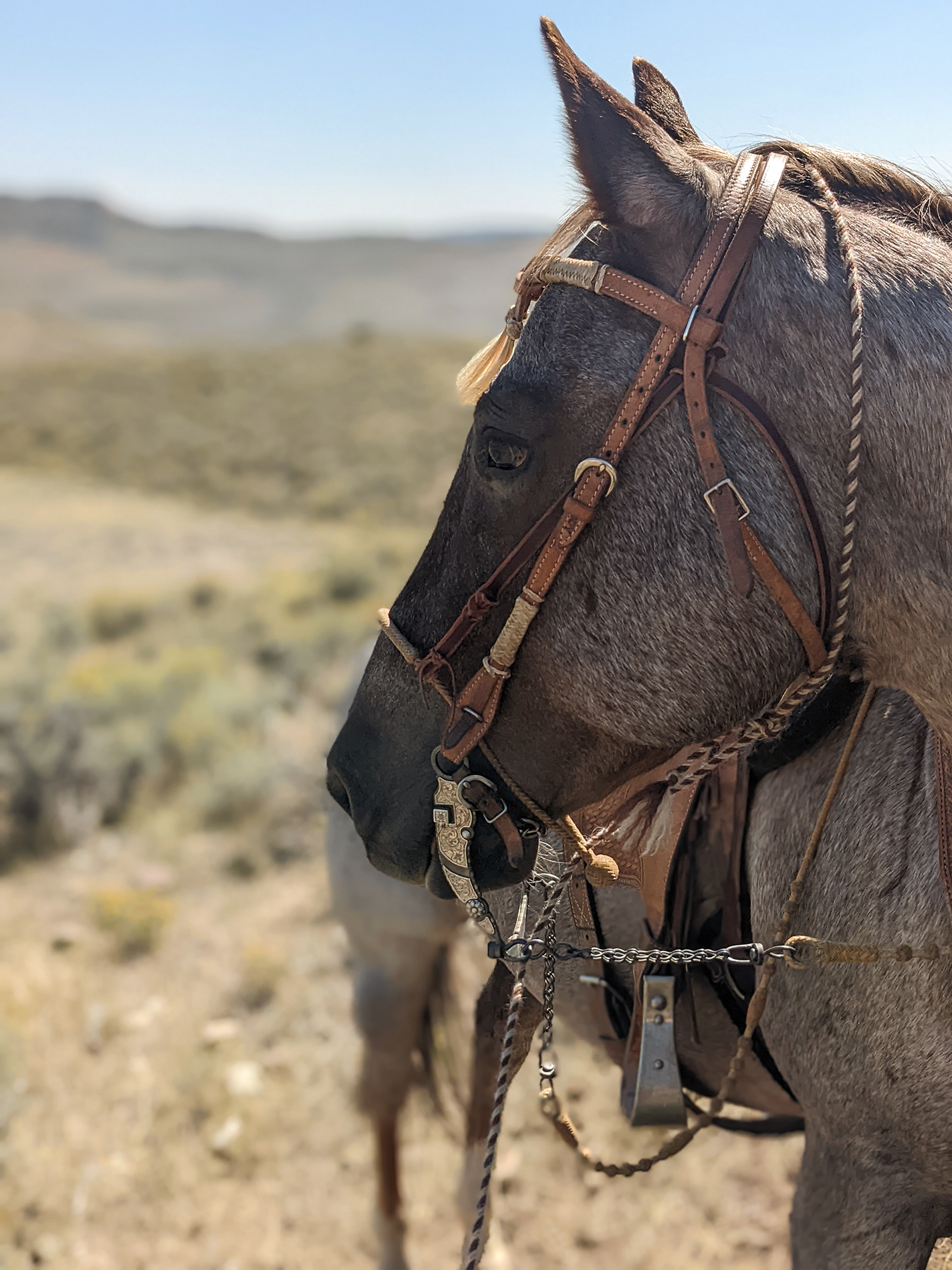 Twist, Amy Erickson's horse, with the traditional Nevada cheek bit Erickson made specifically for him.