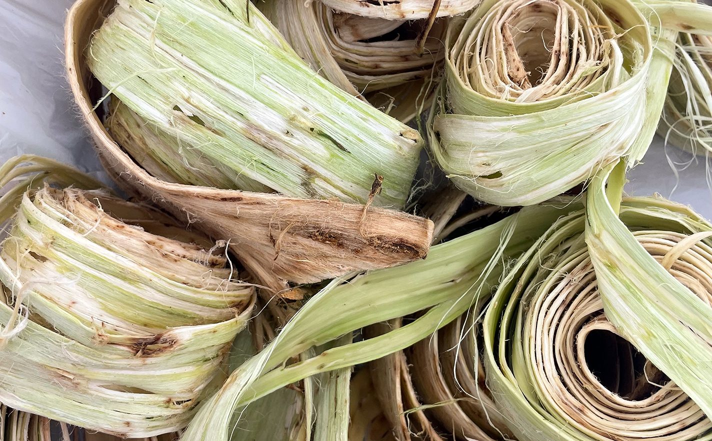 Rolls of inner bark ready for pounding.